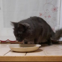 photo de livraison pour Cœur Animal