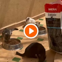 photo de livraison pour Le Coeur sur la Patte