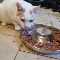 photo de livraison pour Animalove