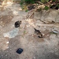 photo de livraison pour Les Chats-Pitresdelavi-Ste