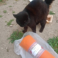 photo de livraison pour Les Chats-Pitresdelavi-Ste