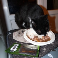 photo de livraison pour Chats Heureux