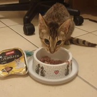 photo de livraison pour Les Chats libres de Fleurance