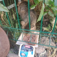 photo de livraison pour Les Chats-Pitresdelavi-Ste