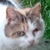 photo animal