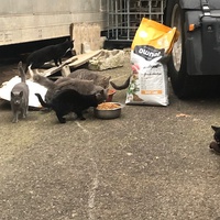 photo de livraison pour Castel Cats