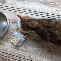 photo de livraison pour Des Cœurs pour les Pattes du 93