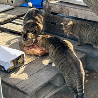 photo de livraison pour Les chats Port-Saint-Louisiens