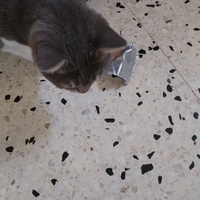 photo de livraison pour Chats Grains d'Amour