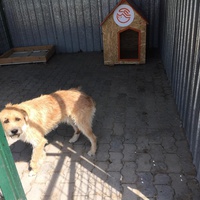 photo de livraison pour Save & Hope for Dogs