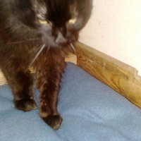 photo de livraison pour Amicale Chats