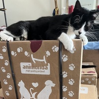 photo de livraison pour Association C.A.T.S. Chat Animal Terrien Solidarité