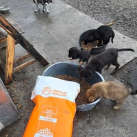 photo de livraison pour Associtia Axi Hope Romania