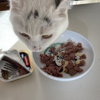 photo de livraison pour Ecole du Chat des Alpilles