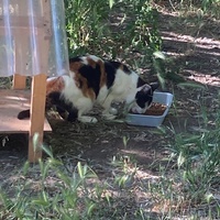 photo de livraison pour Ecole du Chat des Alpilles