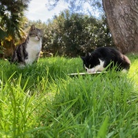 photo de livraison pour STREET CATS