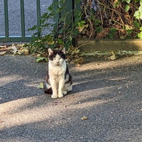 photo de livraison pour Les Pattounes de Théo