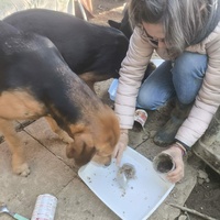 photo de livraison pour Chats Libres de Béziers