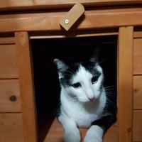 photo de livraison pour Les Aristocats