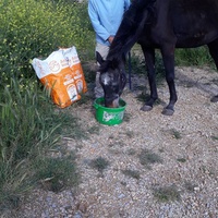 photo de livraison pour La Retraite des Chevaux des Causses