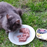 photo de livraison pour SOS Chats Libres Haut-Béarn