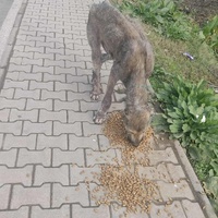 photo de livraison pour Civic Initiative Kane Korzo Skopje