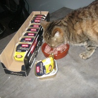 photo de livraison pour Au Bonheur des Chats Libres