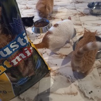 photo de livraison pour Comme Chiens et Chats Maroc