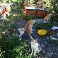photo de livraison pour Amis des Chats de Port-Vendre