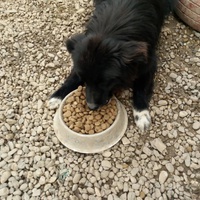 photo de livraison pour Animals voice Macedonia