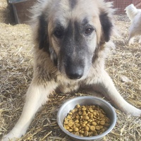 photo de livraison pour Svetlana Bjelogrlic