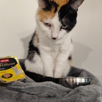 photo de livraison pour Le Gang des Matous