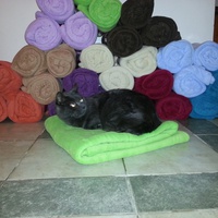 photo de livraison pour Aide Aux Chats