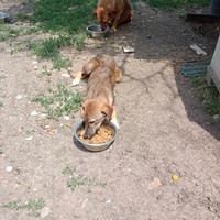 photo de livraison pour Serbian Society for the Protection of Animals - SSPA