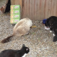 photo de livraison pour Amis des Chats de Cabestany
