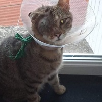 photo de livraison pour Hungry Cats14