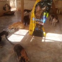 photo de livraison pour Help Adopt Moroccan Animals