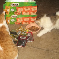 photo de livraison pour Jardin des Chats