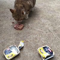 photo de livraison pour ANIMAL ATTITUDE