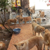 photo de livraison pour Sanctuaire de la Faune de Tanger (SFT)