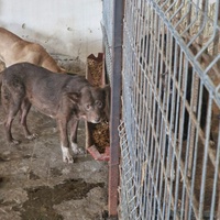 photo de livraison pour Asociatia sufletele nimanui