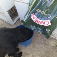 photo de livraison pour Animales Abandonados Granada
