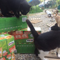 photo de livraison pour Les chats de chez nous