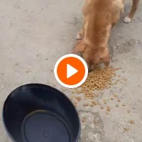 photo de livraison pour ПРИХВАТИЛИШТЕ ДРАЖЕВАЦ