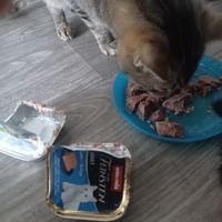 photo de livraison pour Les Pattounes de l'Espoir