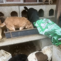 photo de livraison pour Društvo za zaštitu životinja "Bela"