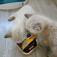 photo de livraison pour Les Pattes de l'Espoir 