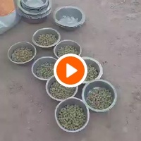 photo de livraison pour Help Adopt Moroccan Animals