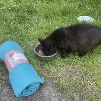 photo de livraison pour Les Chats De QUEAUX