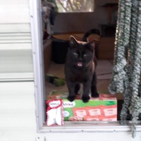 photo de livraison pour Les Chats de la Tour